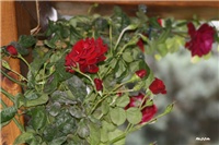 cb574871-IMG_7229 Don Juan.jpg